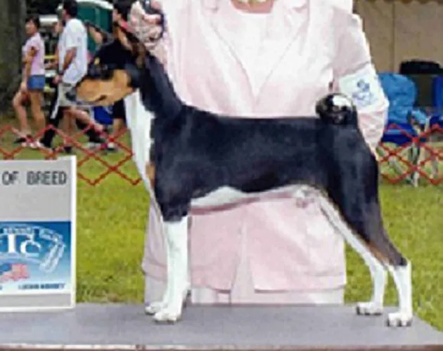 TryTri